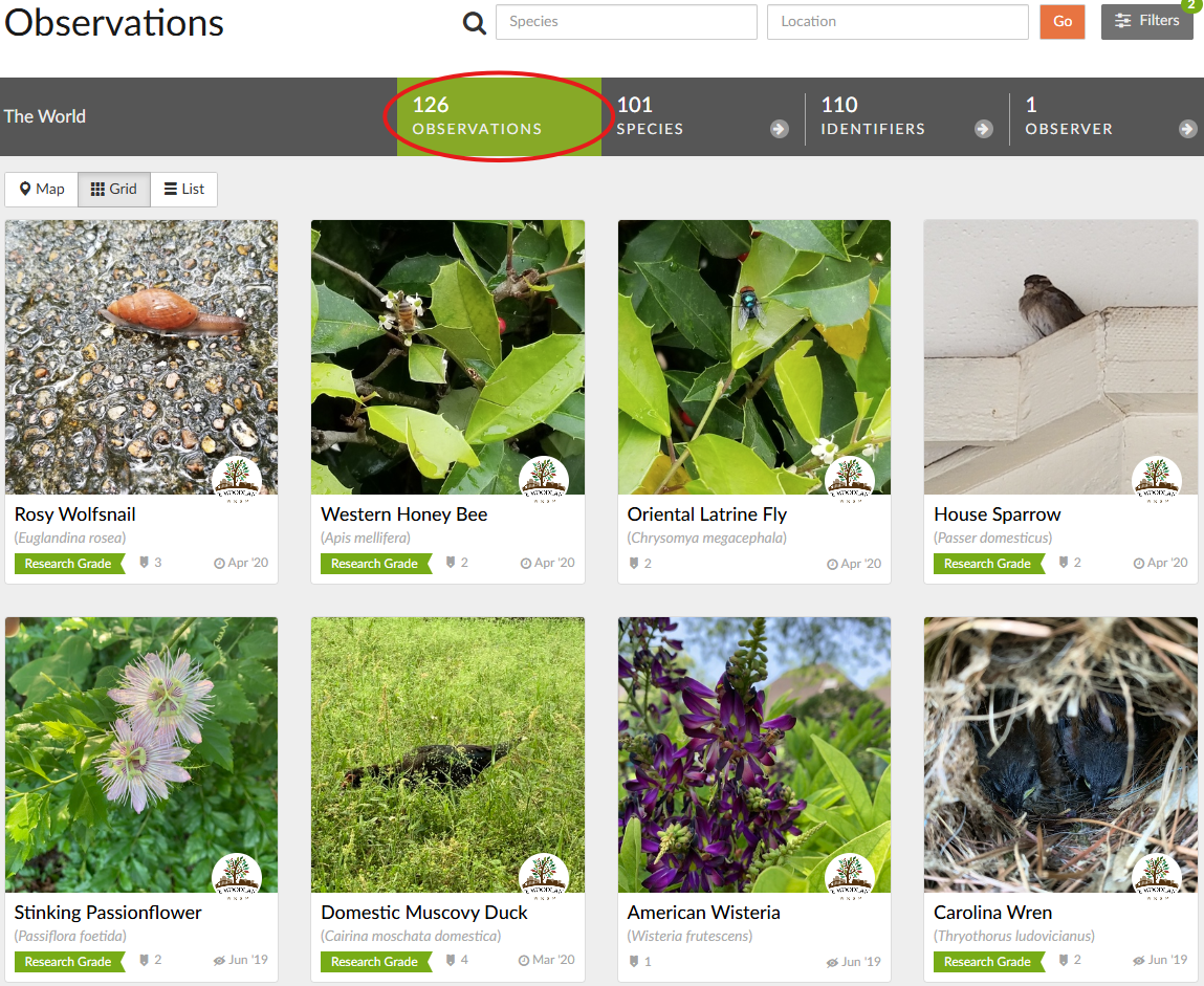 iNaturalist.org webpage labeled Observations with armadillos in the search bar and a world map of their locations below