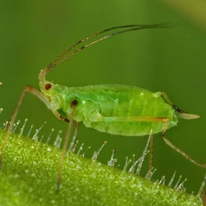 Green aphid in detail
