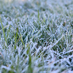 Grass with frost