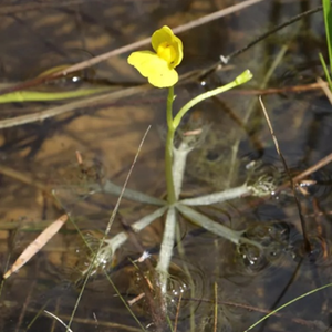Bladderwort plant in water
