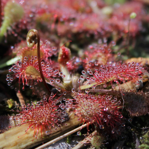 Close-up image of sundews outside