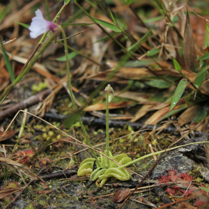 Singular butterwort plant among other plants