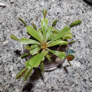 Venus fly trap in a pot indoors