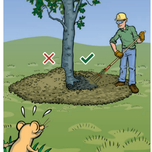 Cartoon depiction of a mouse watching as a man spreads mulch out