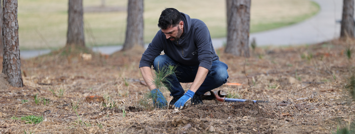 Person planting tree