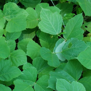 Japanese climbing fern vines in a forest