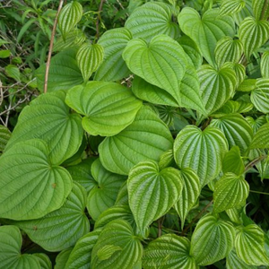 Leave of the native lookalike, the wild yam