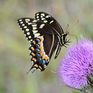 Palamedes swallowtail butterfly on a flower