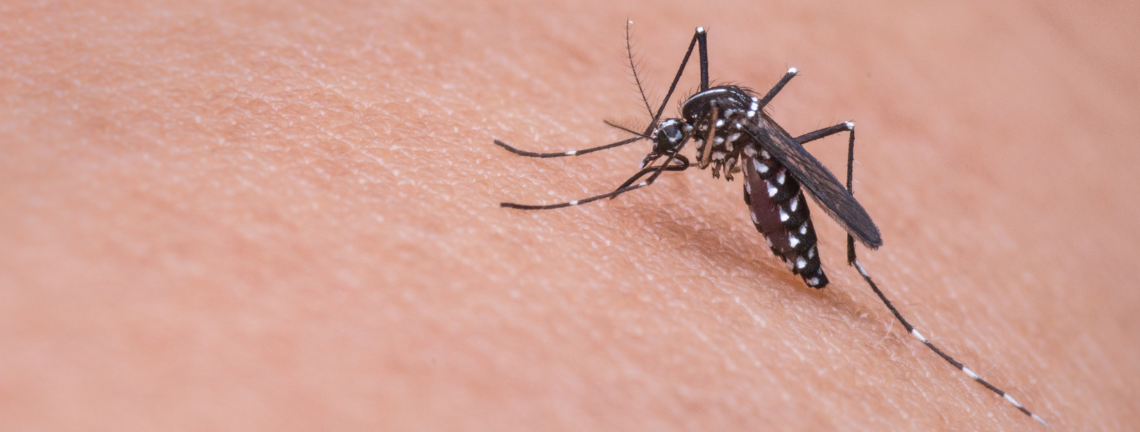A mosquito on skin