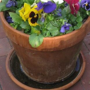 A potted plant with a saucer filled with water