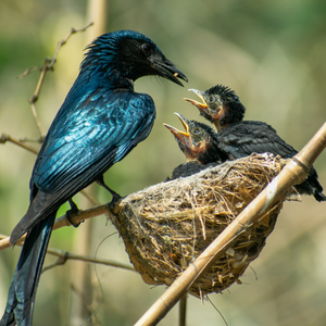 Bird feeding its young in their nest