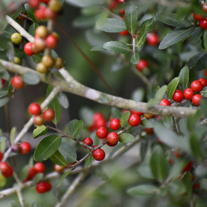 Yaupon holly branches and its berries