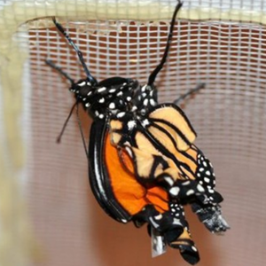 An adult butterfly with malformed wings