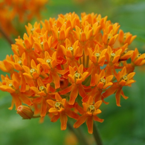 Butterflyweed