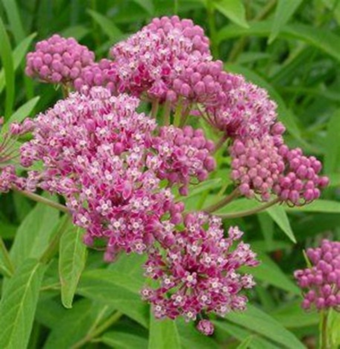 swamp-milkweed.jpg