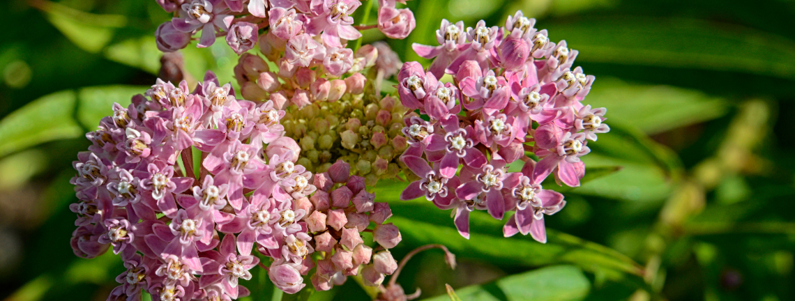 Swamp Milkweed