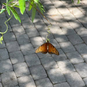 Gulf Coast fritillary on a passionflower vine plant