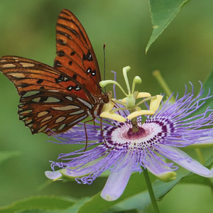 Gulf Fritillary Butterfly on Passionflower