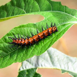 Gulf fritillary caterpillar on a leaf
