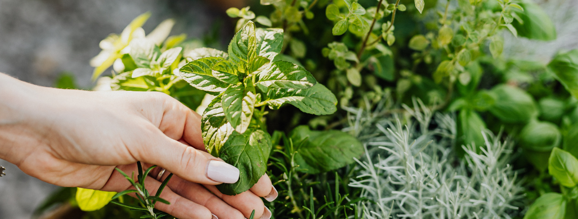 A hand reaching for an herb in a garden
