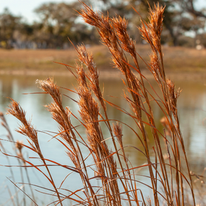 Bushy bluestem grass