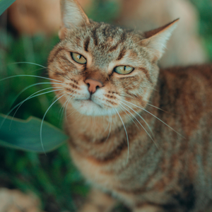 Cat outdoors