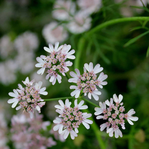 Coriander plant