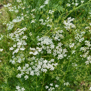 Cumin plant