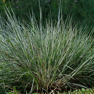 Little bluestem grass