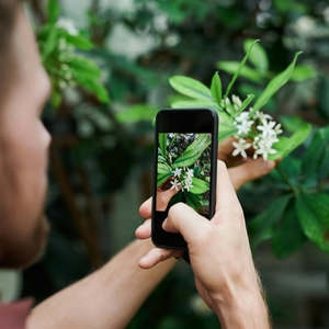 Man taking a photo of flowers