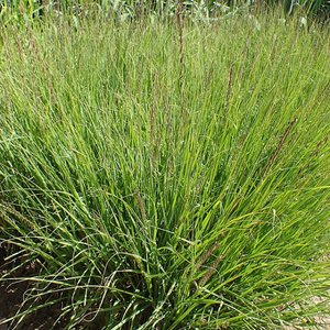 Sideoats grama grass