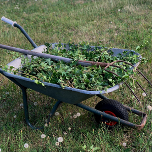 wheelbarrow filled with vines
