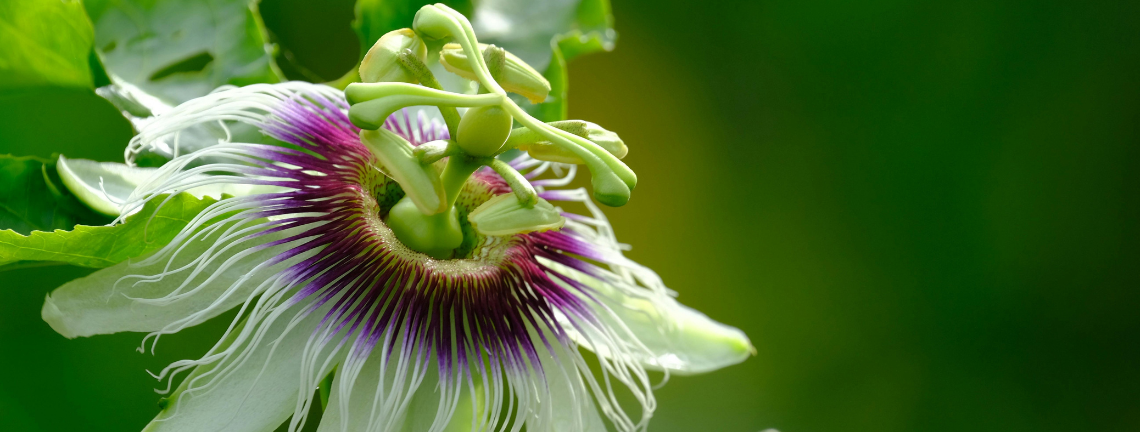 Close-up of a passionflower vine flower