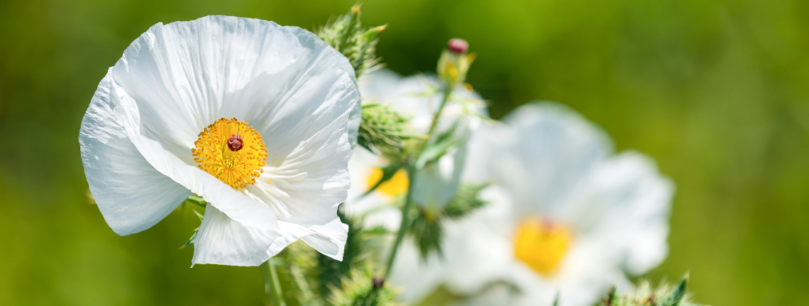 White prickly poppies