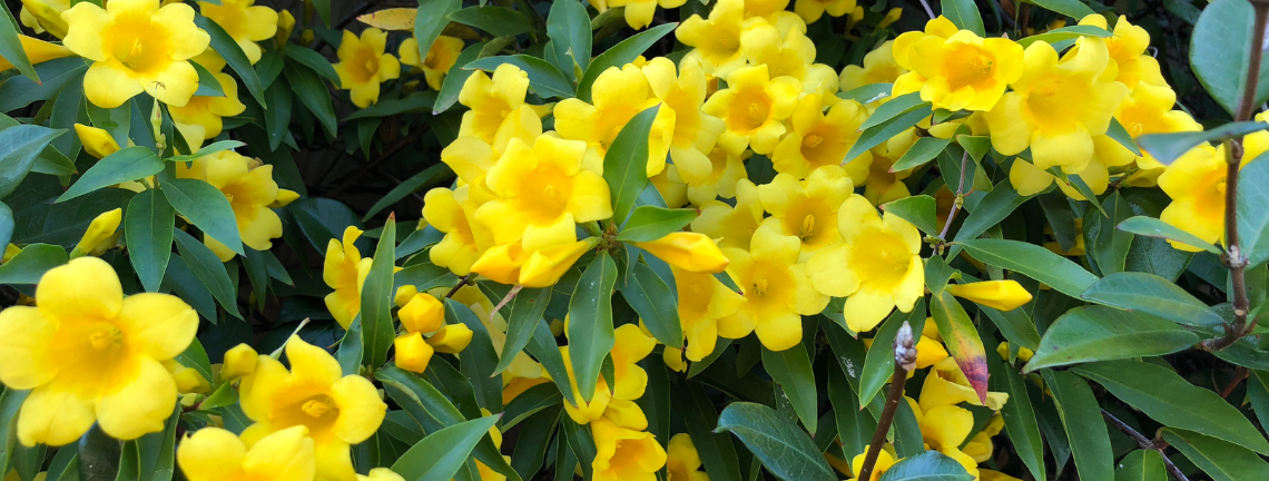 A cluster of Carolina Jessamine blooms