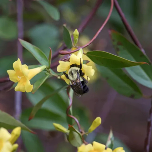 Bumblebee on a Carolina jessamine bloom