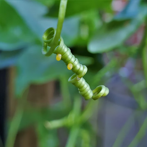 Gulf fritillary eggs on passionflower tendrils