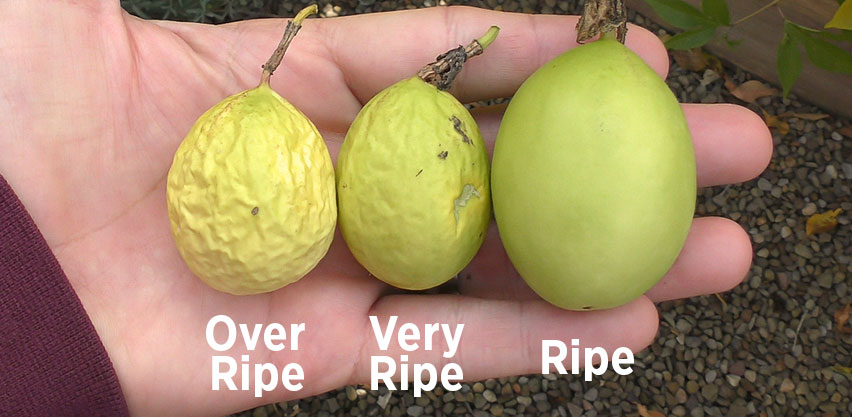 Passion fruit ripeness demonstration. Left to right over ripe very ripe ripe