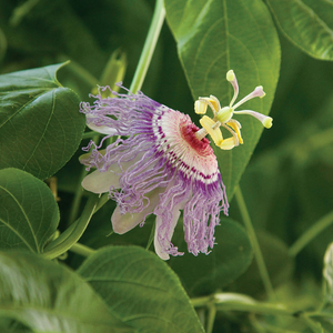 Passionflower bloom
