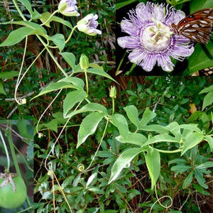 Passionflower vine with an overlay picture of a butterfly on a passionflower bloom in the top right corner