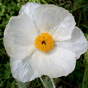White prickly poppy flower