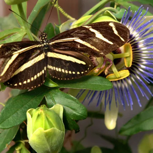 Zebra longwing butterfly on a passionflower vine