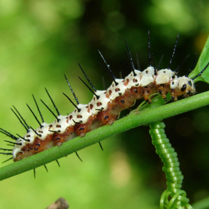 Zebra longwing caterpillar on a vine