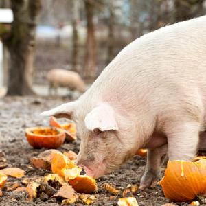 Pig eating a pumpkin