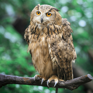 Owl on a branch