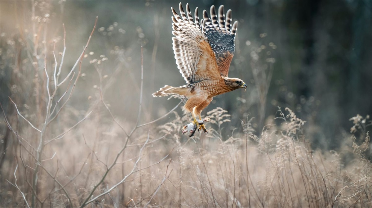Soaring Raptors Soaring to the Top: Raptors | The Woodlands Township, TX
