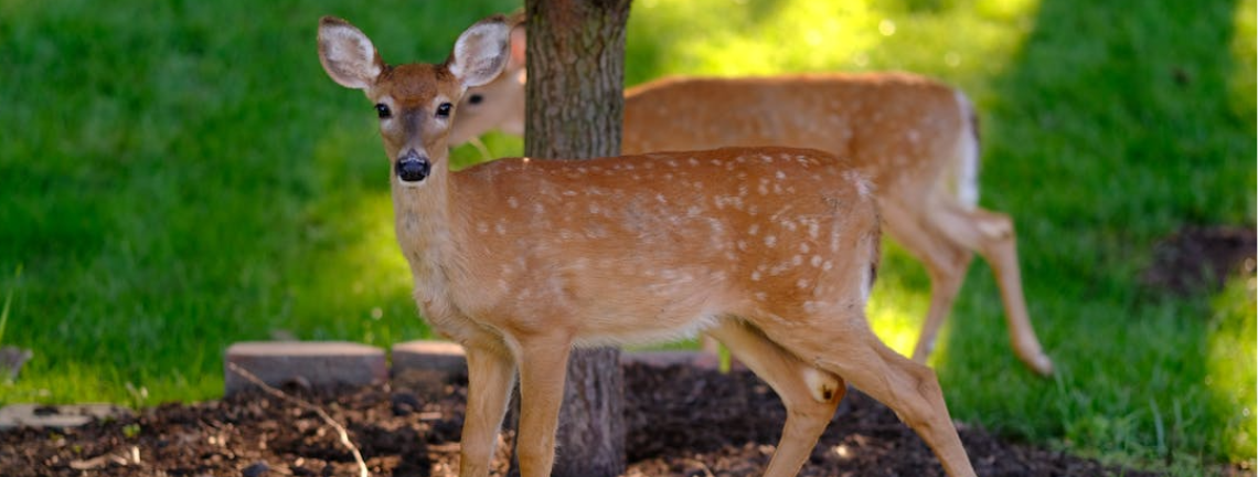 A doe on grass