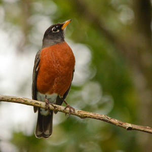 American robin on a branch