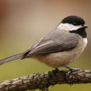 Carolina chickadee on a branch