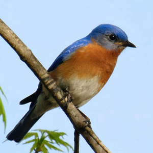 Eastern bluebird on a branch